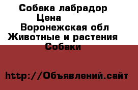 Собака лабрадор › Цена ­ 5 000 - Воронежская обл. Животные и растения » Собаки   